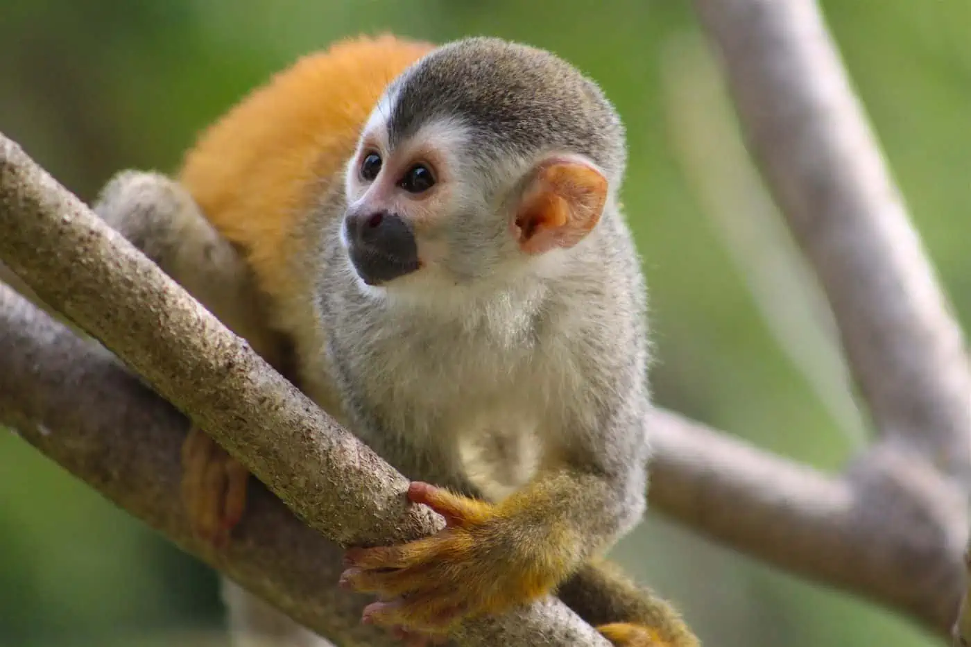 Costa Rica Monkey