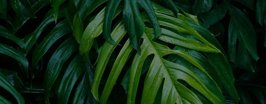 fun things to do in manuel antonio when it rains