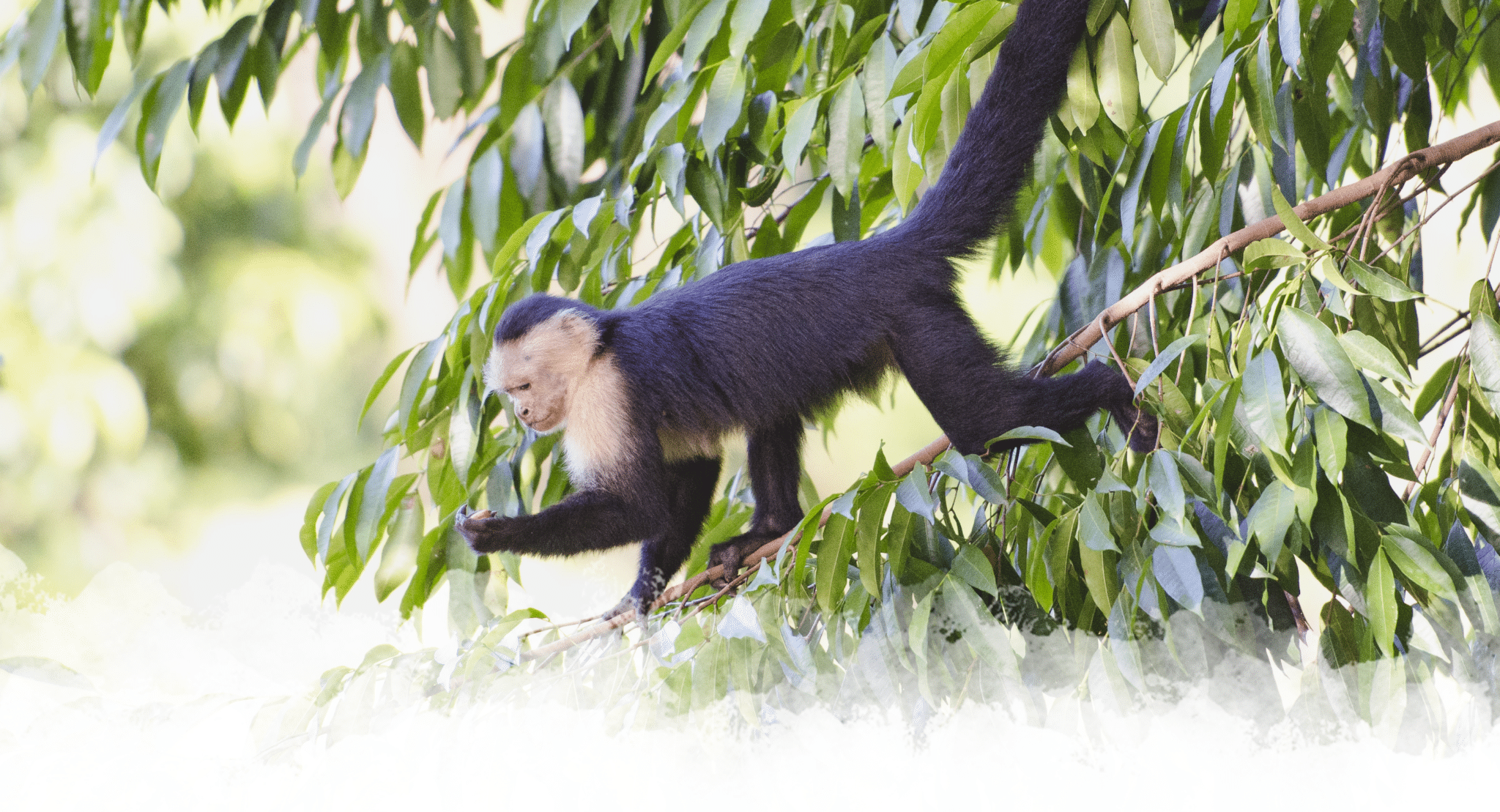 Coolest Animals of Costa Rica