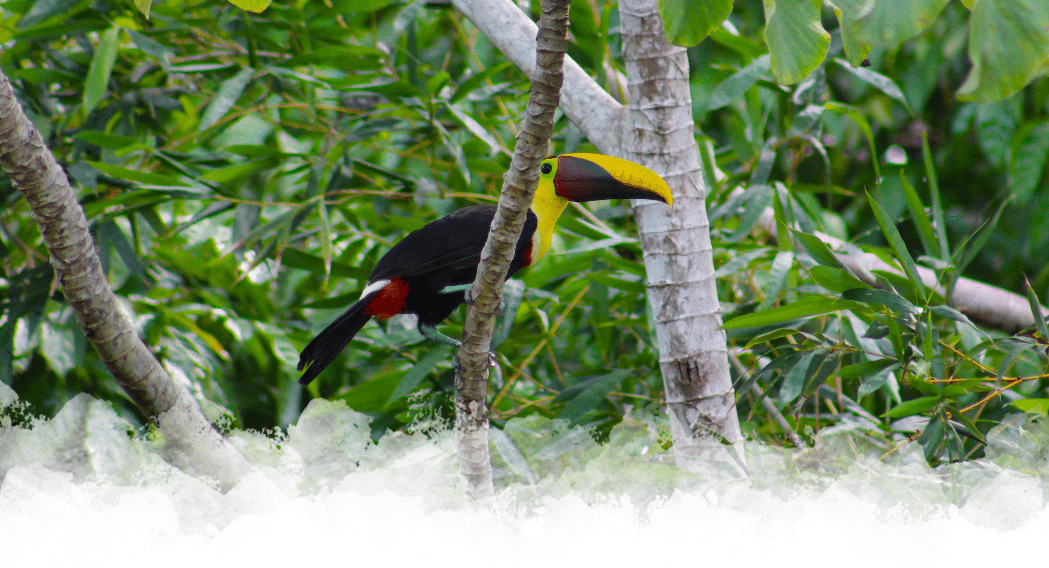 Everything You Need to Know About Costa Rica
